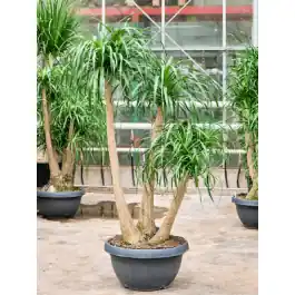 Direct beschikbaar | Beaucarnea recurvata vertakt