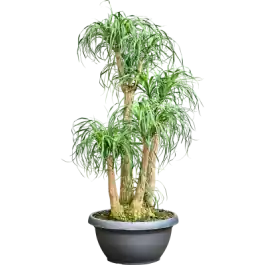 Bespaar meer | Beaucarnea recurvata vertakt