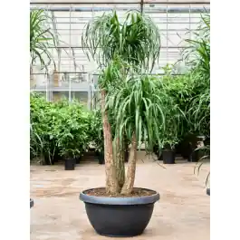 Beaucarnea recurvata vertakt | Net gelanceerd