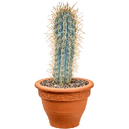 Browningia hertlingiana - Nog maar enkele beschikbaar