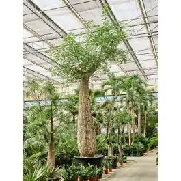 Zolang de voorraad strekt - Chorisia speciosa