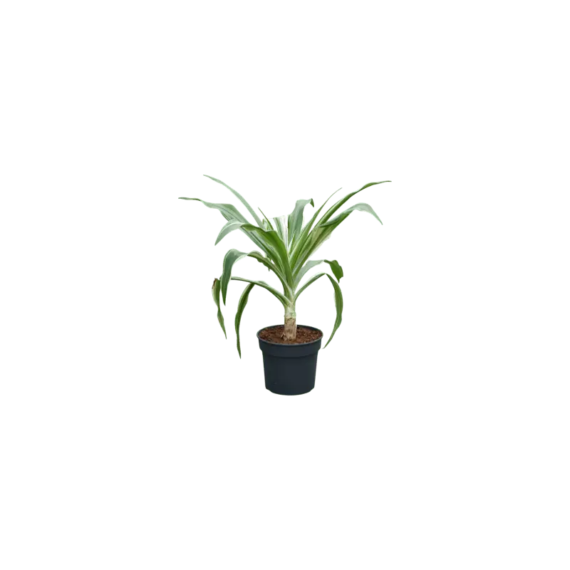 Crinum asiaticum | Zeer goed beoordeeld