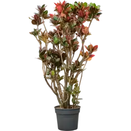 Croton Petra - Op voorraad