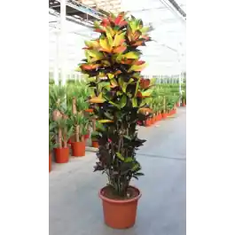 Croton Iceton | Mis het niet