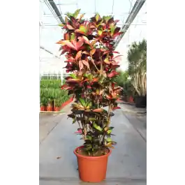 Croton Iceton | Lage prijs