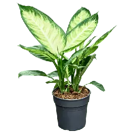 Nieuwe release - Dieffenbachia Tropic Marianne