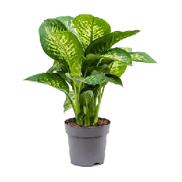 Aanbieding loopt bijna af - Dieffenbachia Reeva