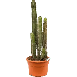 Veel voordeel - Euphorbia canariensis