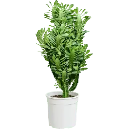 Zolang de voorraad strekt | Euphorbia trigona