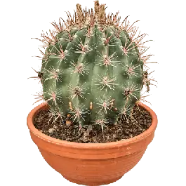 Ferocactus townsendianus | Populair