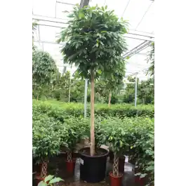 Voordelig - Ficus Amstel King op stam