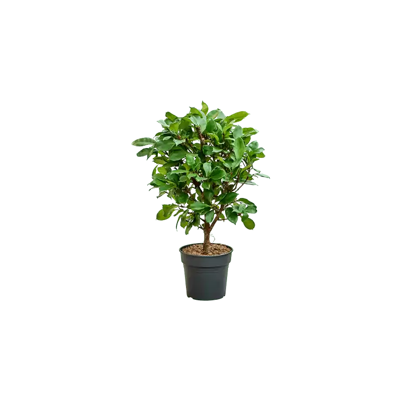 Ficus cyathistipula vertakt - Bestel nu