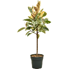 Topproduct | Ficus Tineke op stam