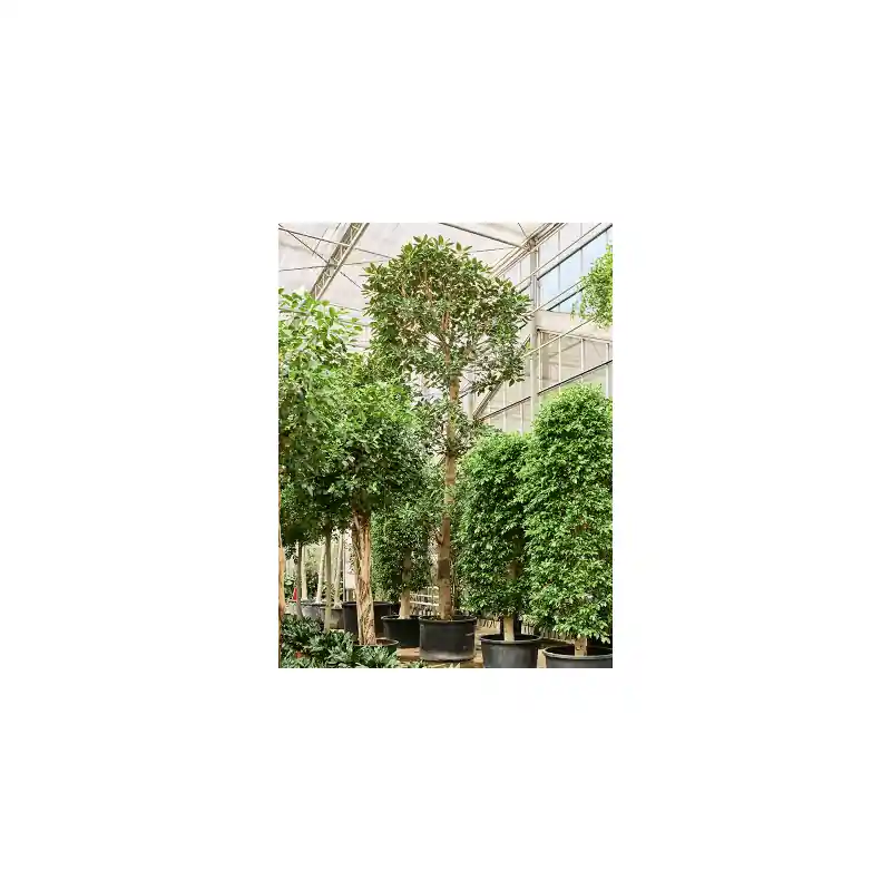 Direct van de fabrikant - Ficus macrophylla