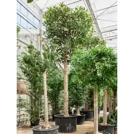 Zojuist toegevoegd - Ficus macrophylla