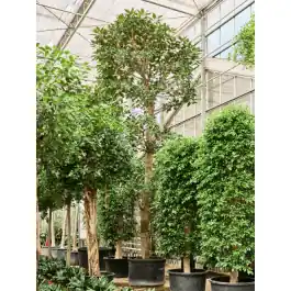 Ficus macrophylla | Prijsverlaging