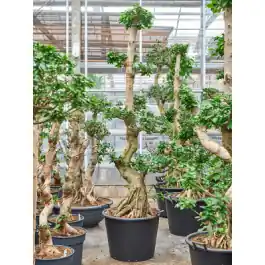 Ficus Compacta - bonsai | Populair
