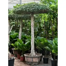 Ficus Compacta - paraplu | Trending