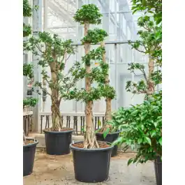 Ficus Compacta - 5 etage | Rechtstreeks uit de fabriek