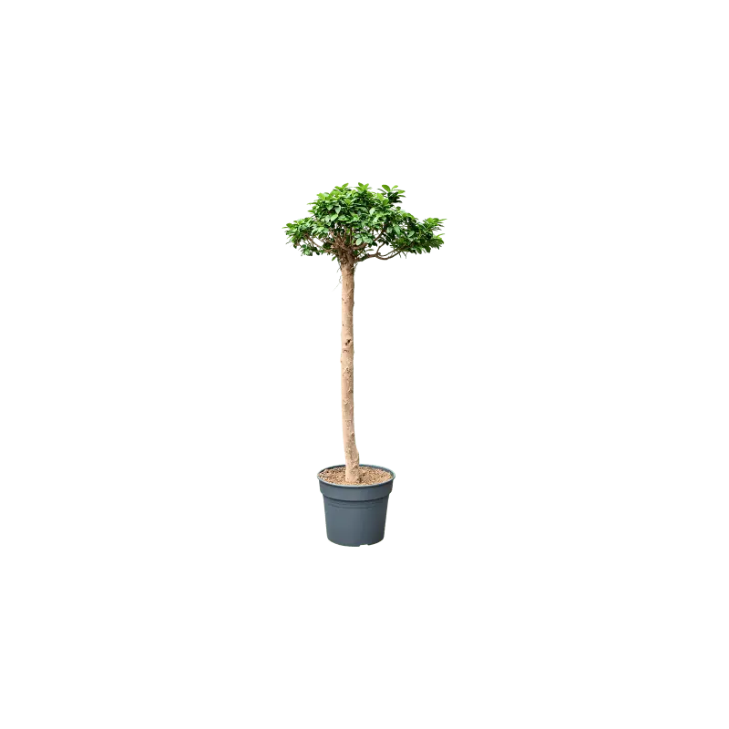 Nieuw - Ficus Compacta op stam