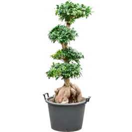 Direct beschikbaar | Ficus Ginseng - bonsai
