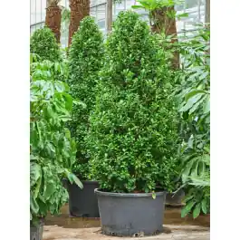 Ficus Moclame piramide | Meest verkocht