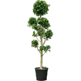 Laatste dagen | Ficus Nitida pon pon