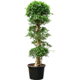 Ficus Nitida - 3 etage - Professionele kwaliteit