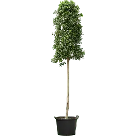 Ficus Nitida op stam - Koop vandaag