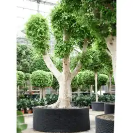 Ficus Nitida vertakt | Erg populair