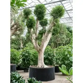Ficus Nitida vertakt - Verlaagde prijs