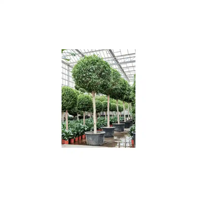 Net binnen | Ficus Nitida op stam