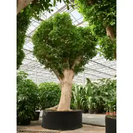 Ficus Nitida op stam - Hoog gewaardeerd