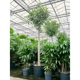 Ficus Australis - Bestseller