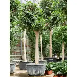 Aanbieding loopt bijna af | Ficus Australis