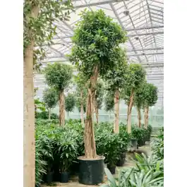 Expreslevering - Ficus Australis