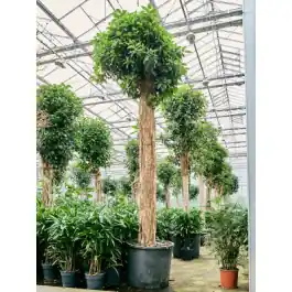 Ficus Australis - Koopje