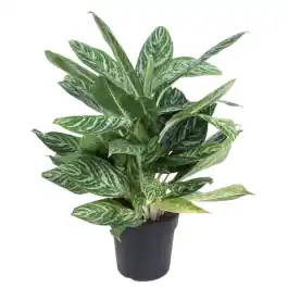Veel gekozen - Aglaonema Golden Madonna