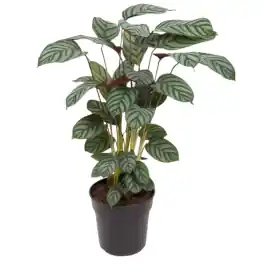 Calathea Green Flag - Alleen deze week