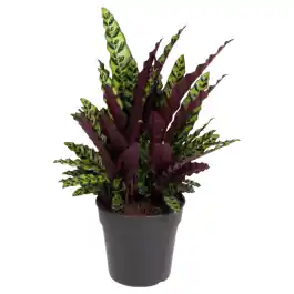Calathea lancifolia - Opruiming