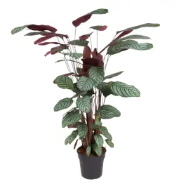 Net gelanceerd - Calathea Oppenheimiana
