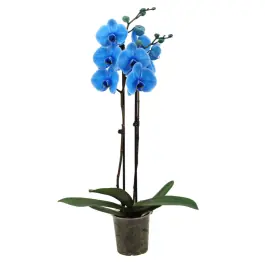 Phalaenopsis blauw | Meest verkocht