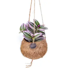 Shop nu - Tradescantia Nanouk in Kokodama
