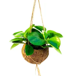 Peperomia obtusifolia in Kokodama | Erg populair