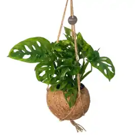 Nu beschikbaar | Monstera adansonii in Kokodama