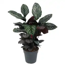 Speciale deal - Calathea ornata