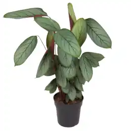 Calathea Silverstar | Speciale aanbieding