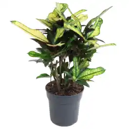 Croton Wilma | Bespaar meer