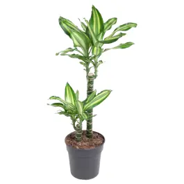 Dracaena Silver Dream 2-stam | Topdeal
