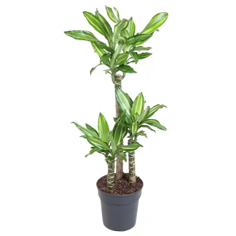 Dracaena Silver Dream 3-stam | Uitverkoop